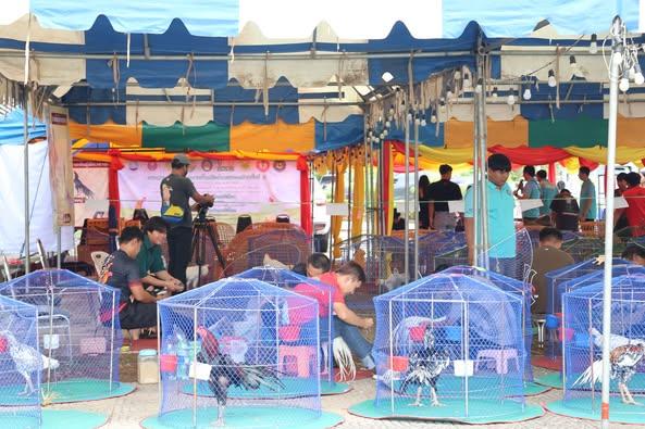 การประกวดไก่พื้นเมืองไทยสวยงาม ในงานมหกรรม Soft Power สระแก้ว ชายแดนเบื้องบูรพาสู่เศรษฐกิจสร้างสรรค์ ปีที่ 2 ระหว่างวันที่ 26 – 27 กรกฎาคม 2568