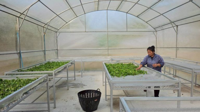 จากพืชริมรั้ว สู่มาตรฐานอุตสาหกรรม มรภ.วไลยอลงกรณ์ สระแก้ว เปิดโมเดล “ใบบัวบก” ครบวงจร ไม่ใช่แค่การปลูกแล้วหาที่ขาย แต่คือการวางระบบให้ “อยู่รอด” ได้จริง! 🌿